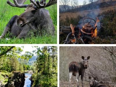 Moose safari - The special nature experience