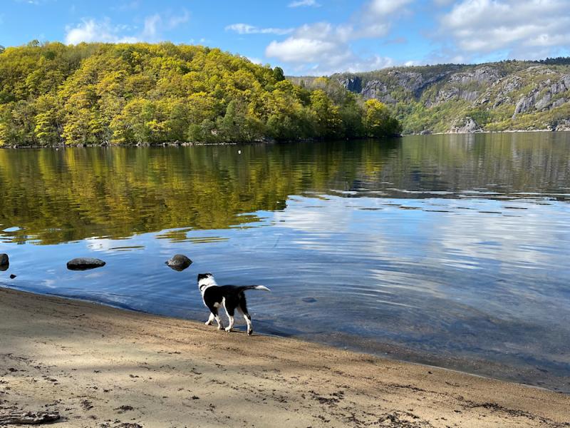 Hund erlaubt mit Aufpreis