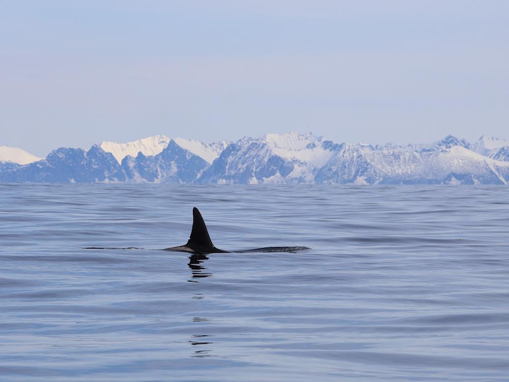 189/2 LØDINGEN - Lofoten - 20