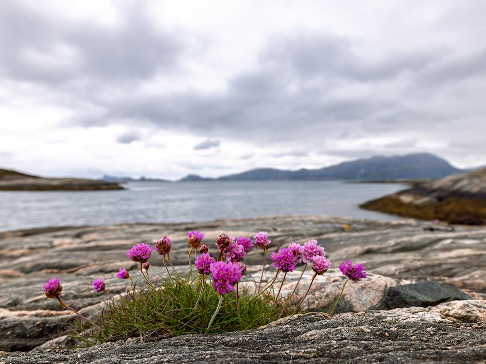122/1 LAMMETUN am Vilnesfjord - 16