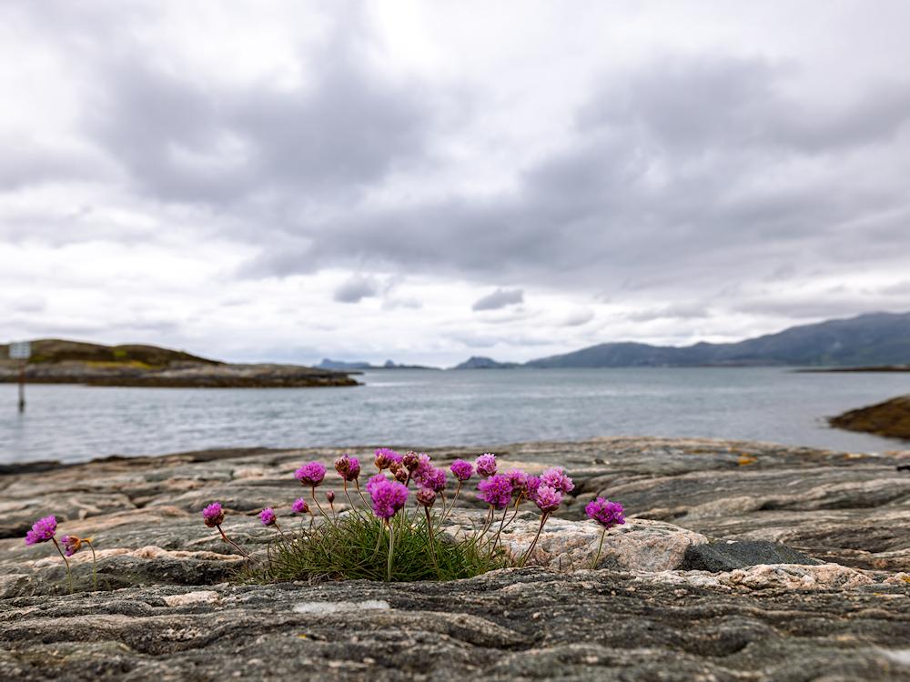 122/2 LAMMETUN am Vilnesfjord - 13