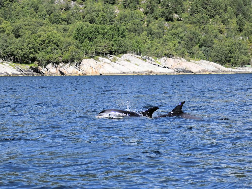 100/4 MATSIBU am Sognefjord - 5