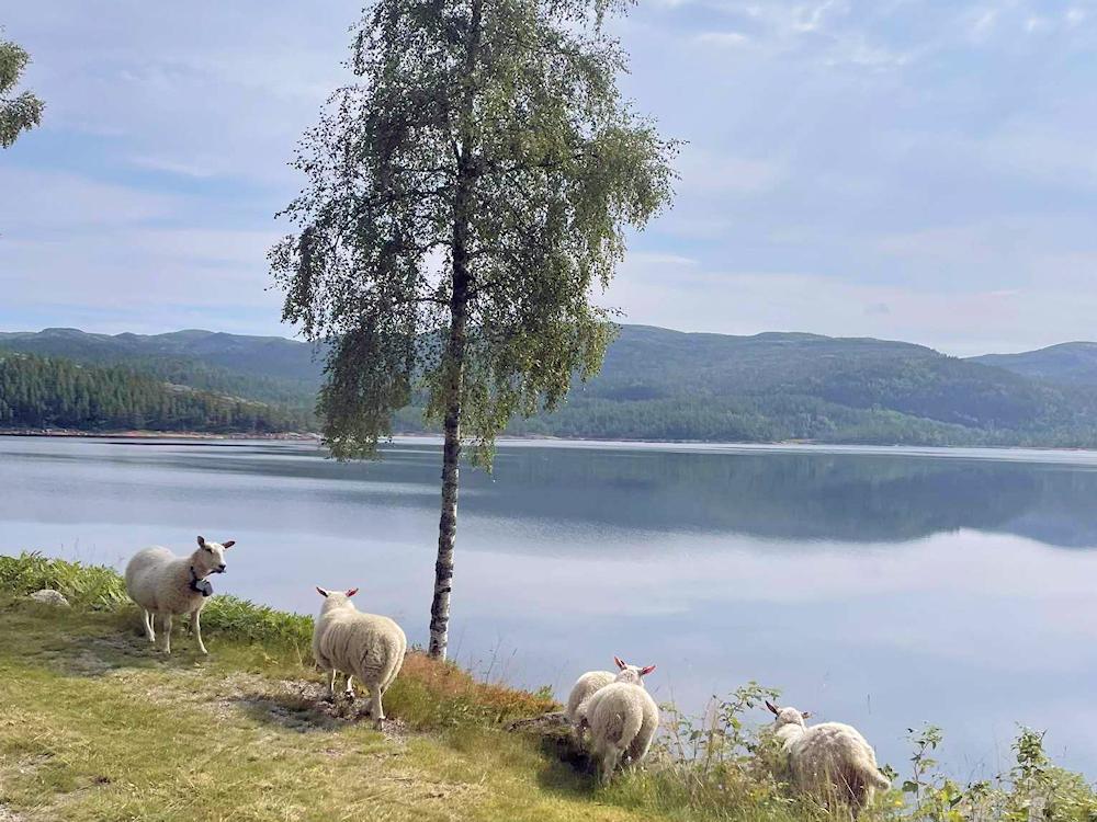 216/1 ÅSERAL im Setesdal - 6