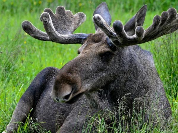 17/1 HOVSHERAD bei Flekkefjord