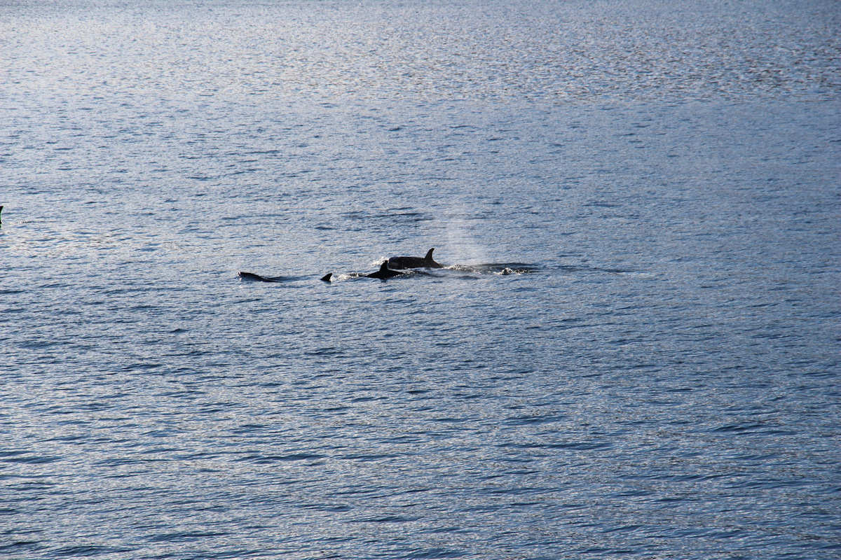 Orcas zu Besuch in Vadheim - 3