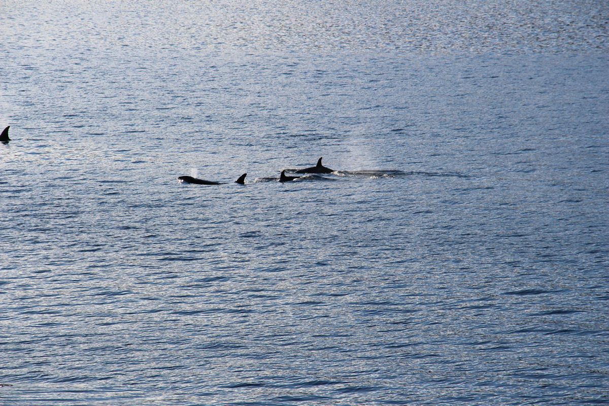 Orcas zu Besuch in Vadheim - 4