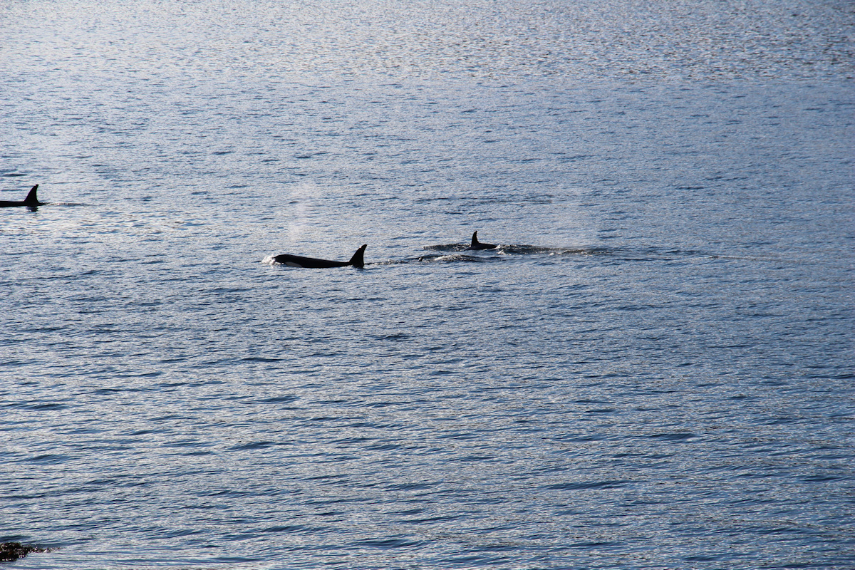 Orcas zu Besuch in Vadheim - 5