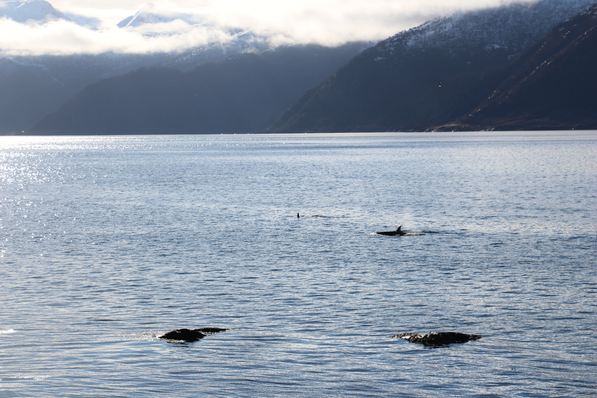 Orcas zu Besuch in Vadheim - 6