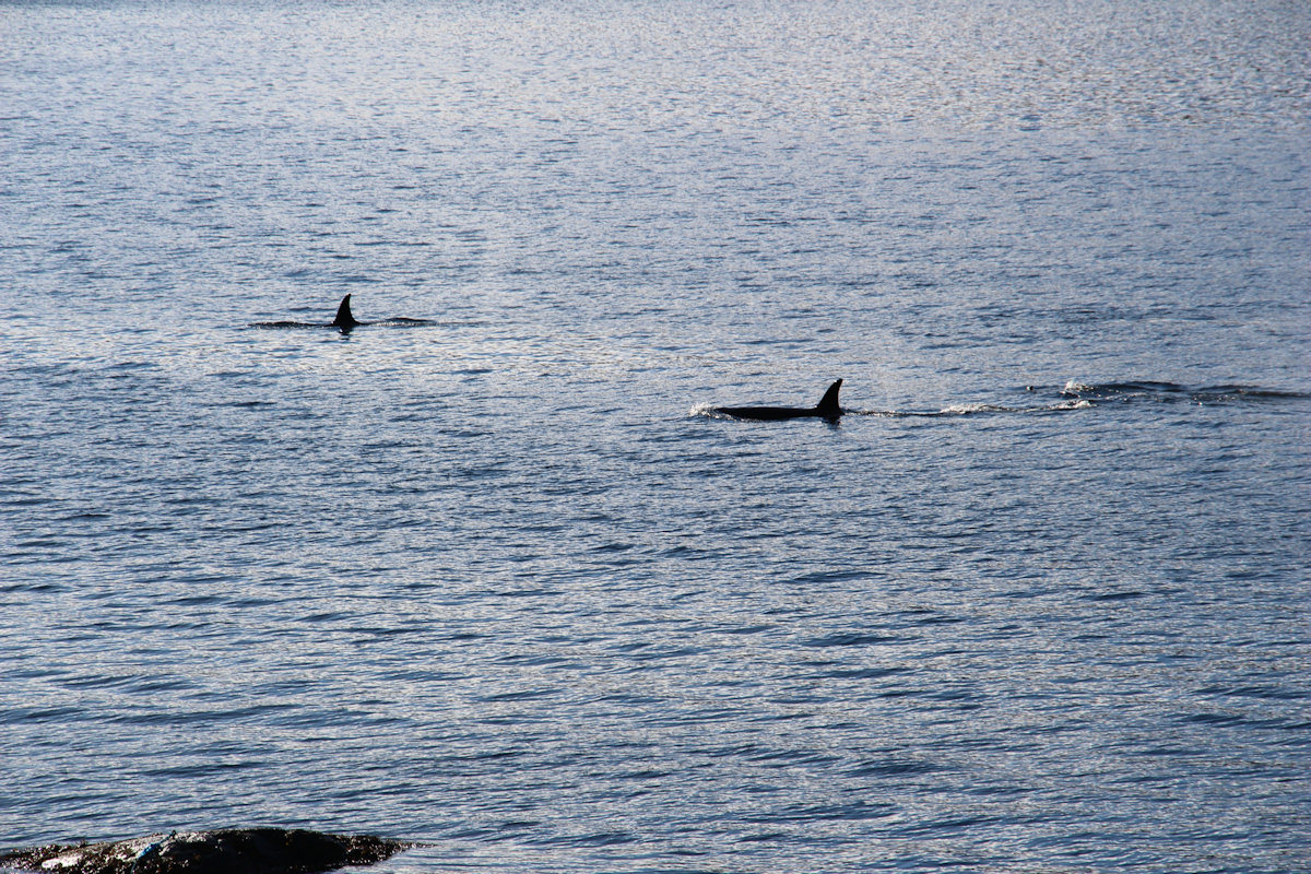 Orcas zu Besuch in Vadheim - 7