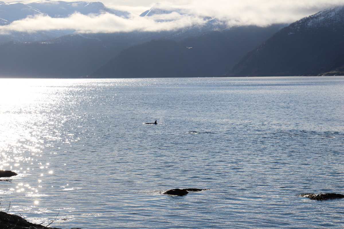 Orcas zu Besuch in Vadheim - 8