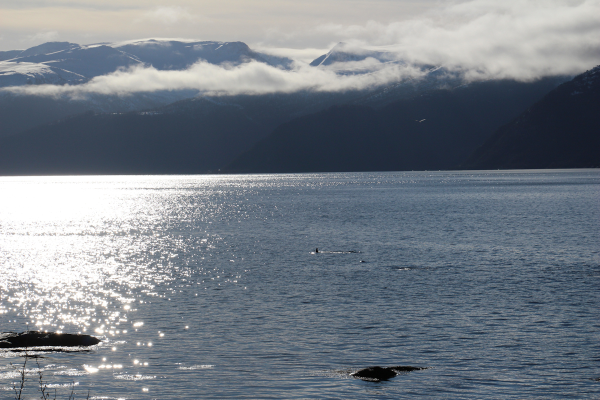 Orcas zu Besuch in Vadheim - 9