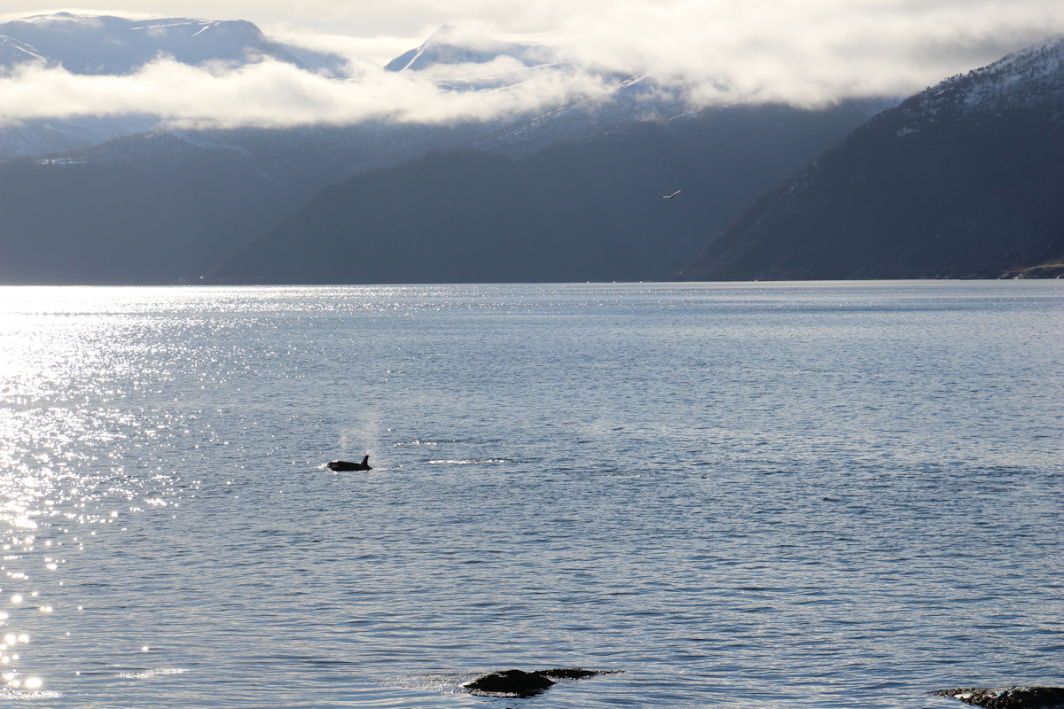 Orcas zu Besuch in Vadheim - 10