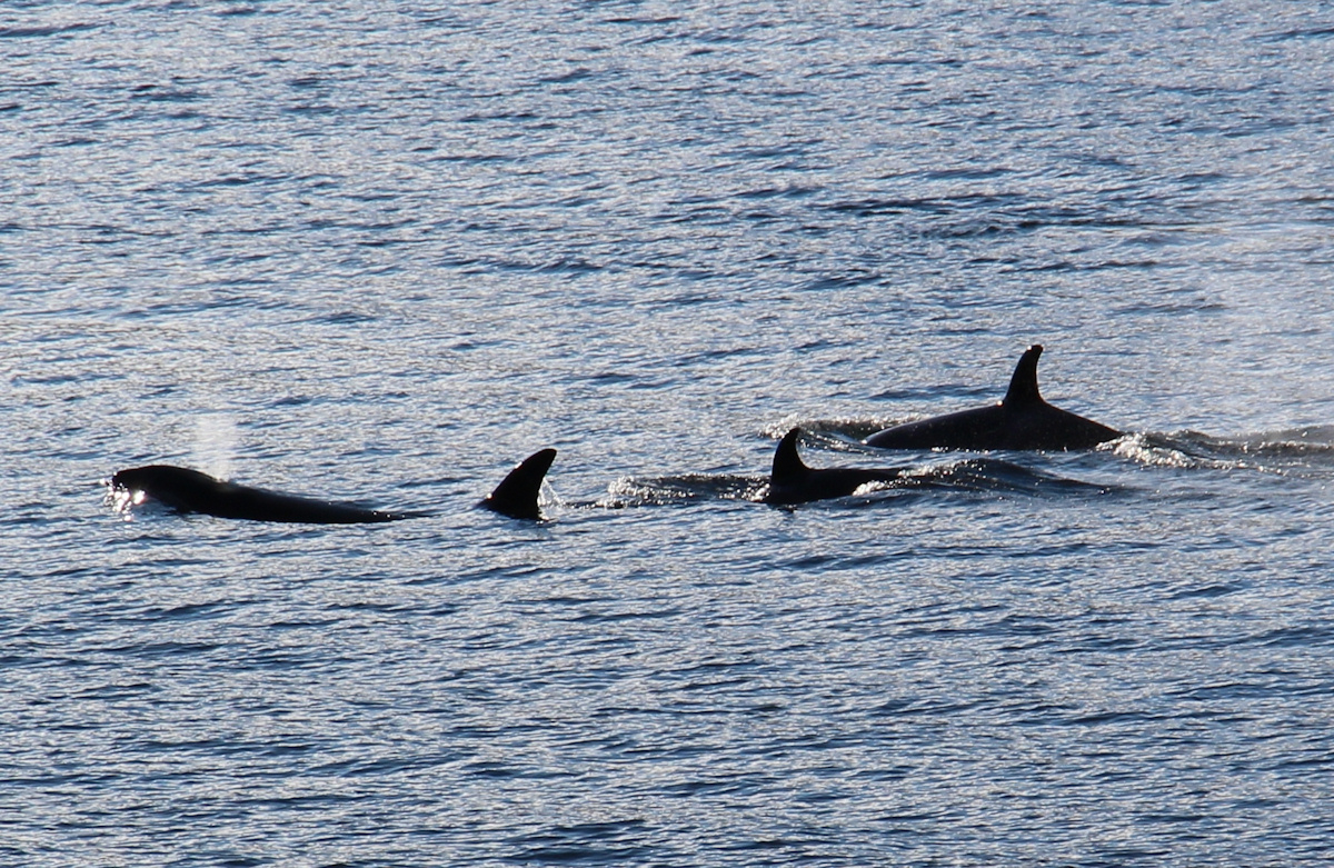 Orcas zu Besuch in Vadheim - 11