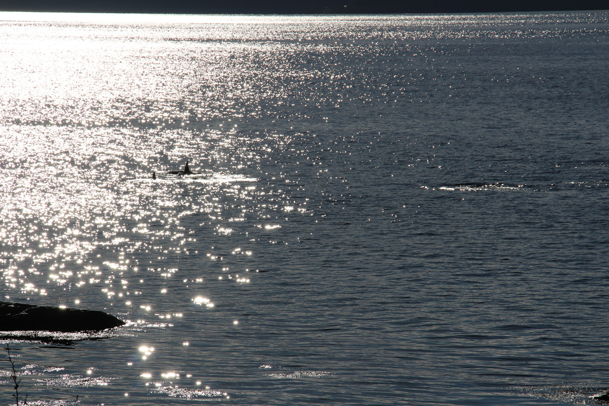 Orcas zu Besuch in Vadheim - 12