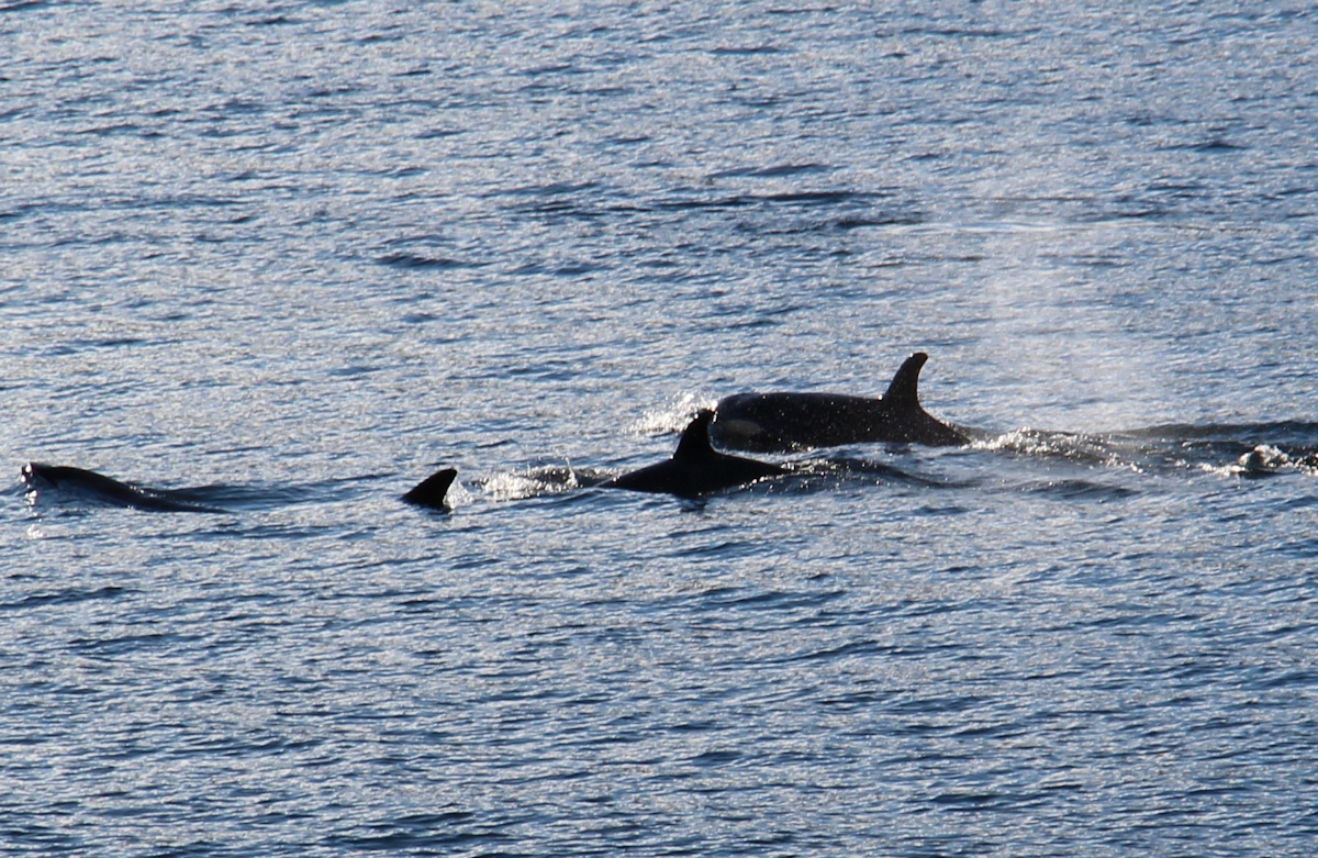 Orcas zu Besuch in Vadheim - 15