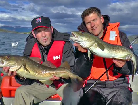 Halibut and Codfish in Nordland